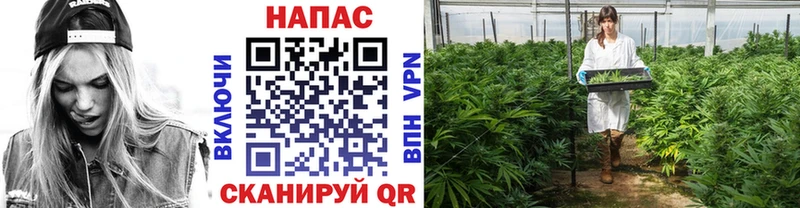 Конопля планчик  Нюрба 